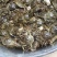 兴化大闸蟹食用2.0-2.2两/只雄