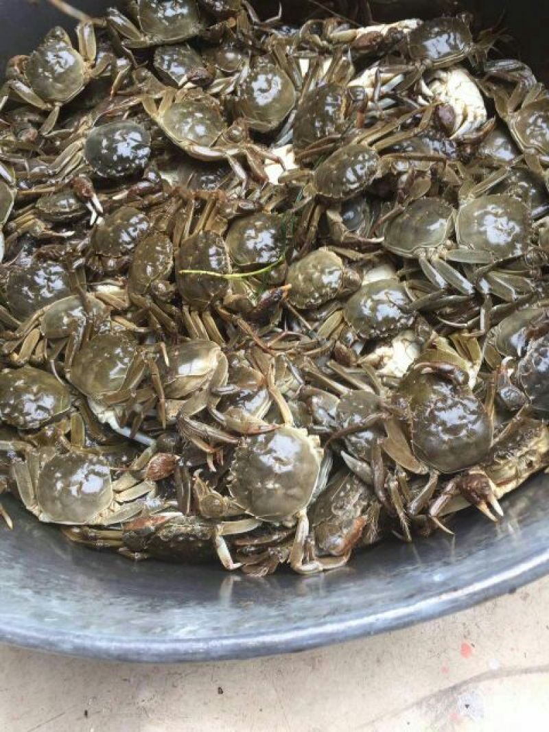 兴化大闸蟹食用2.0-2.2两/只雄