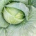 铁头圆白菜精品2~3公斤