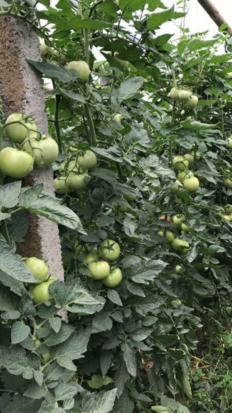 西红柿种子粉果晚春，越夏品种，乾德M725