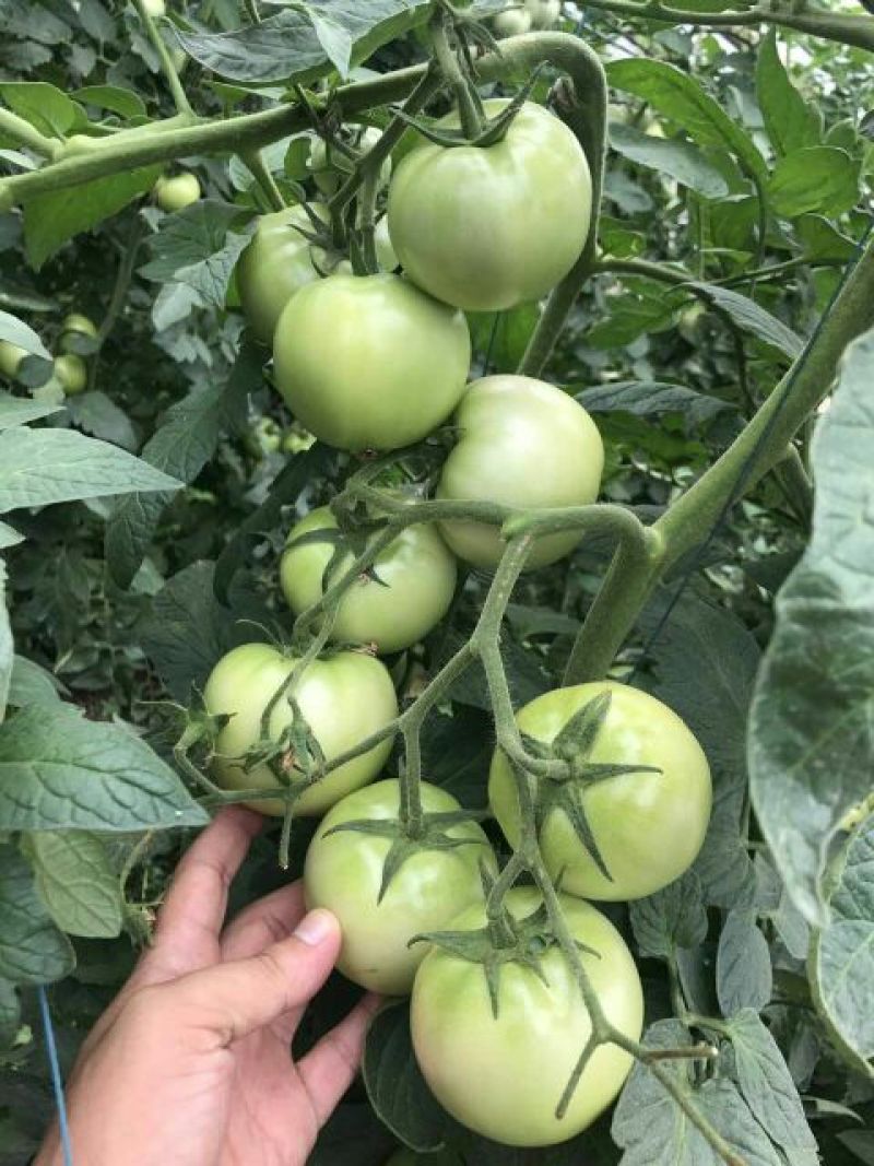 西红柿种子粉果晚春，越夏品种，乾德M725