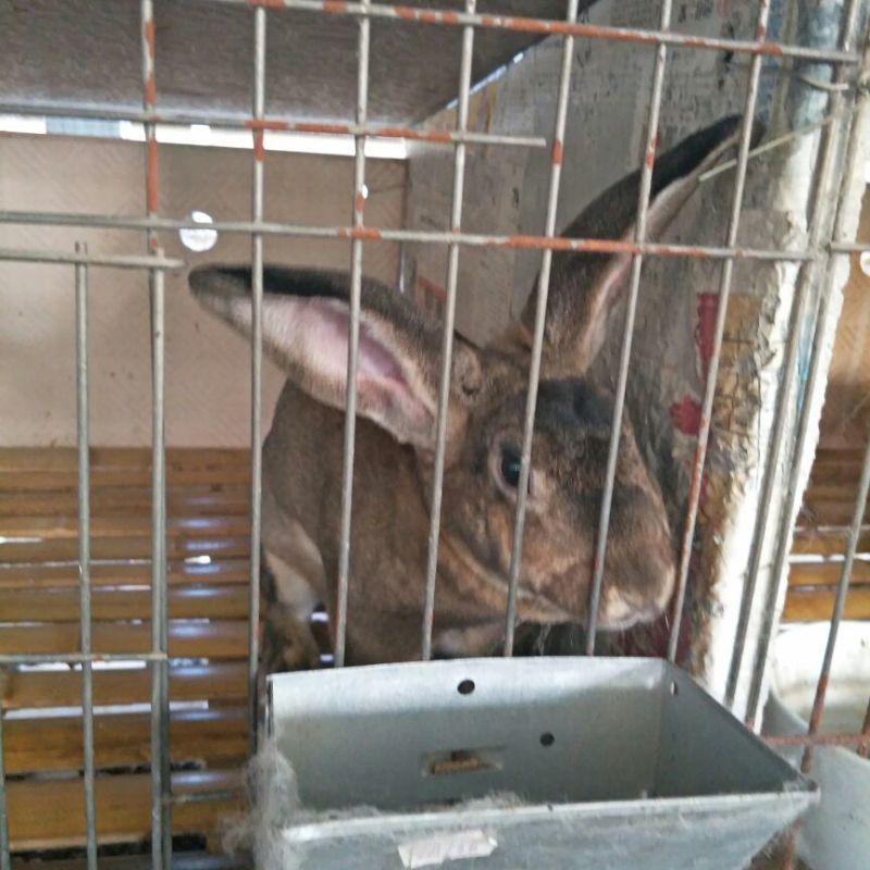 杂交野兔