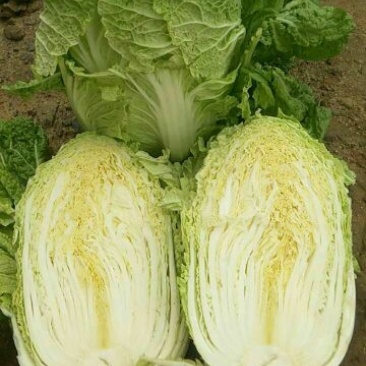 玲珑黄白菜4~6斤净菜