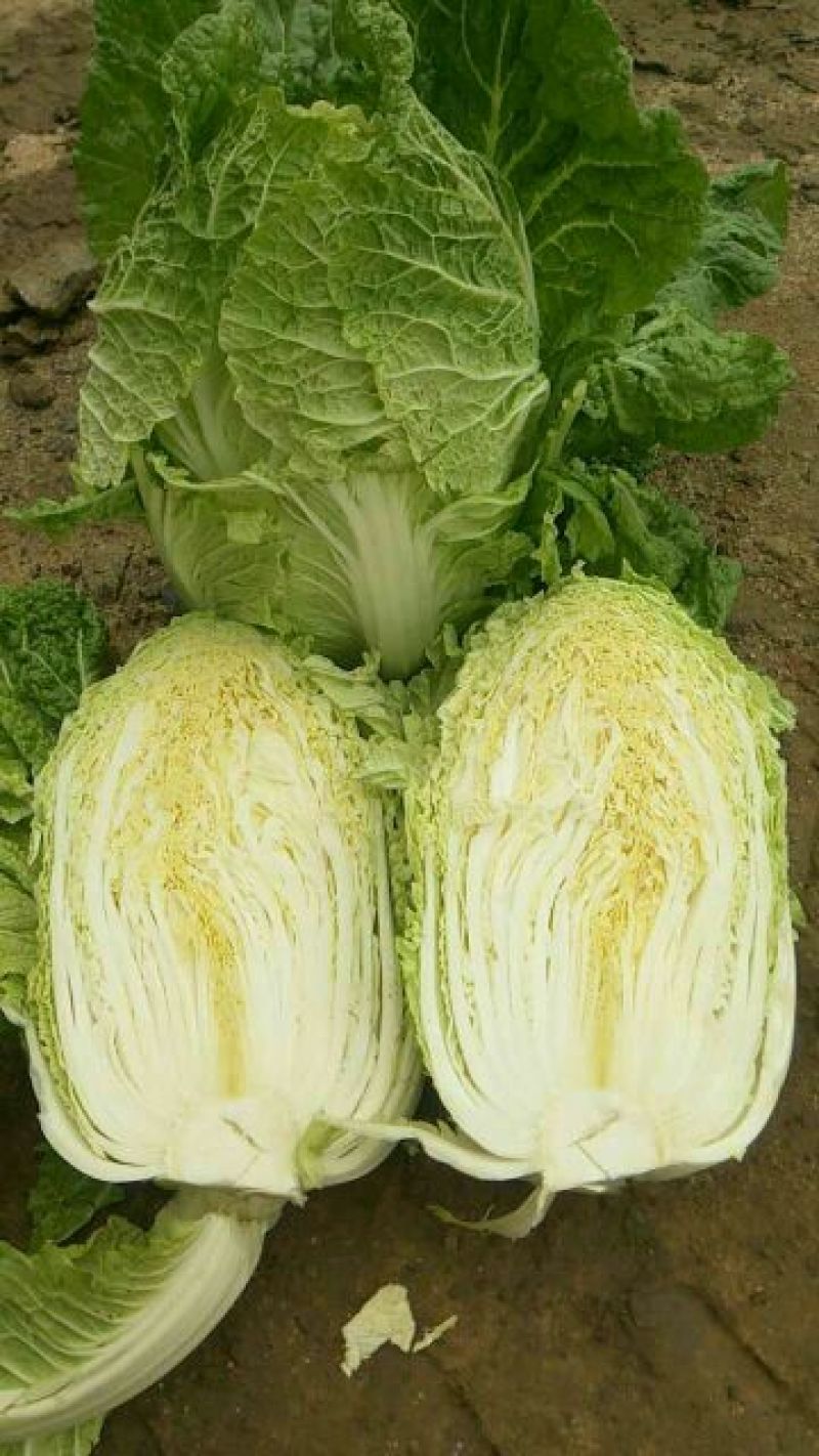 玲珑黄白菜4~6斤净菜