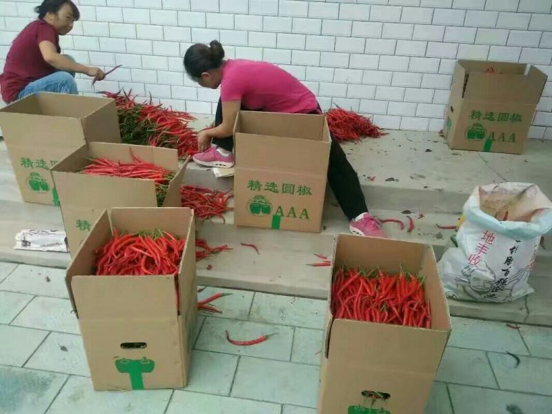 鲜辣椒15~20厘米特辣红