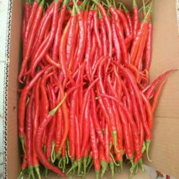 鲜辣椒15~20厘米特辣红