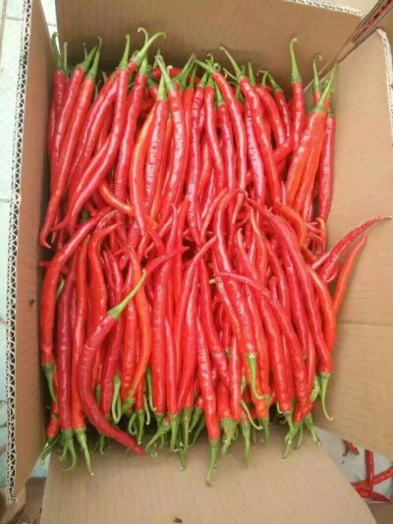 鲜辣椒15~20厘米特辣红