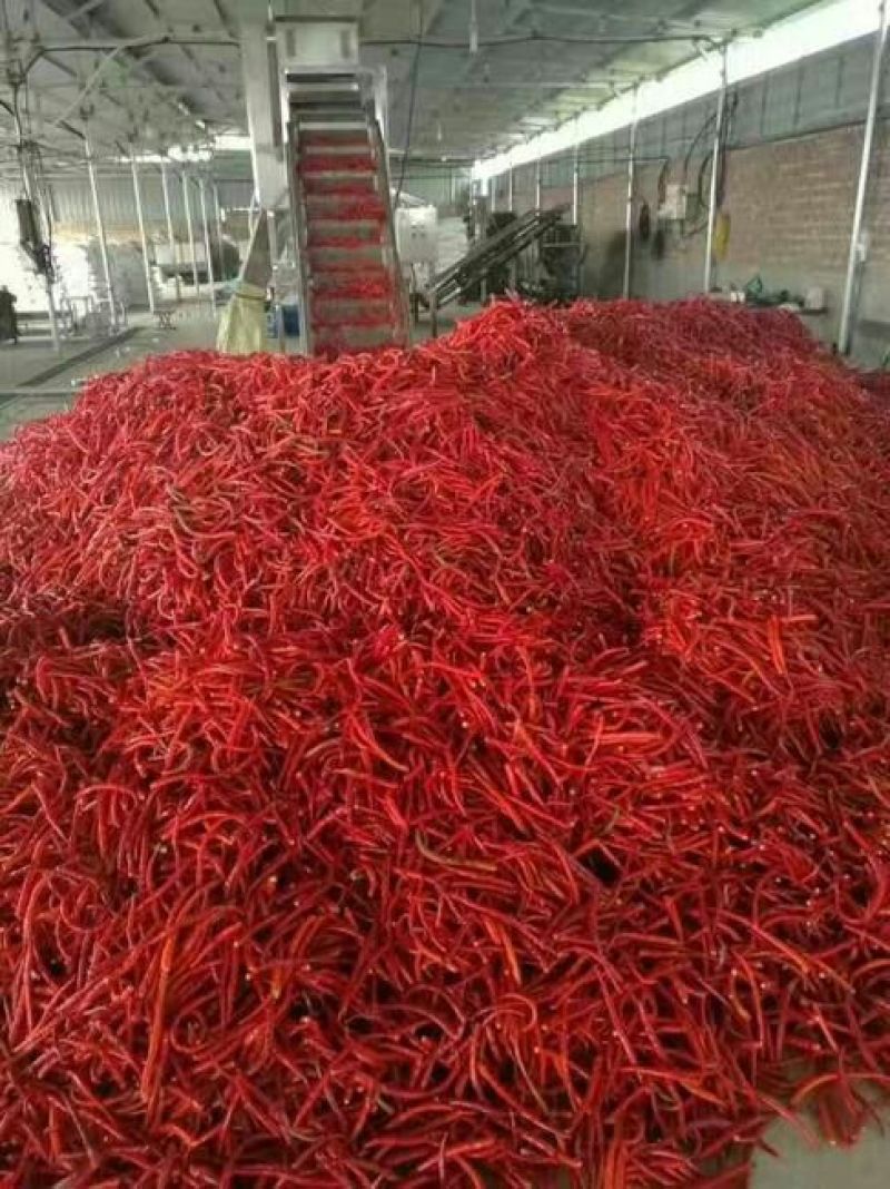 L3F1辣椒15~20厘米中辣红