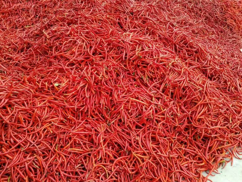 L3F1辣椒15~20厘米中辣红