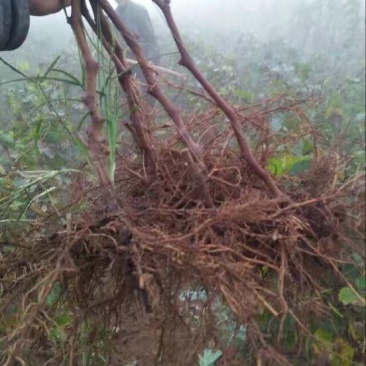葡萄树清地处理中，一棵也是批发价格，需要的抓紧联系