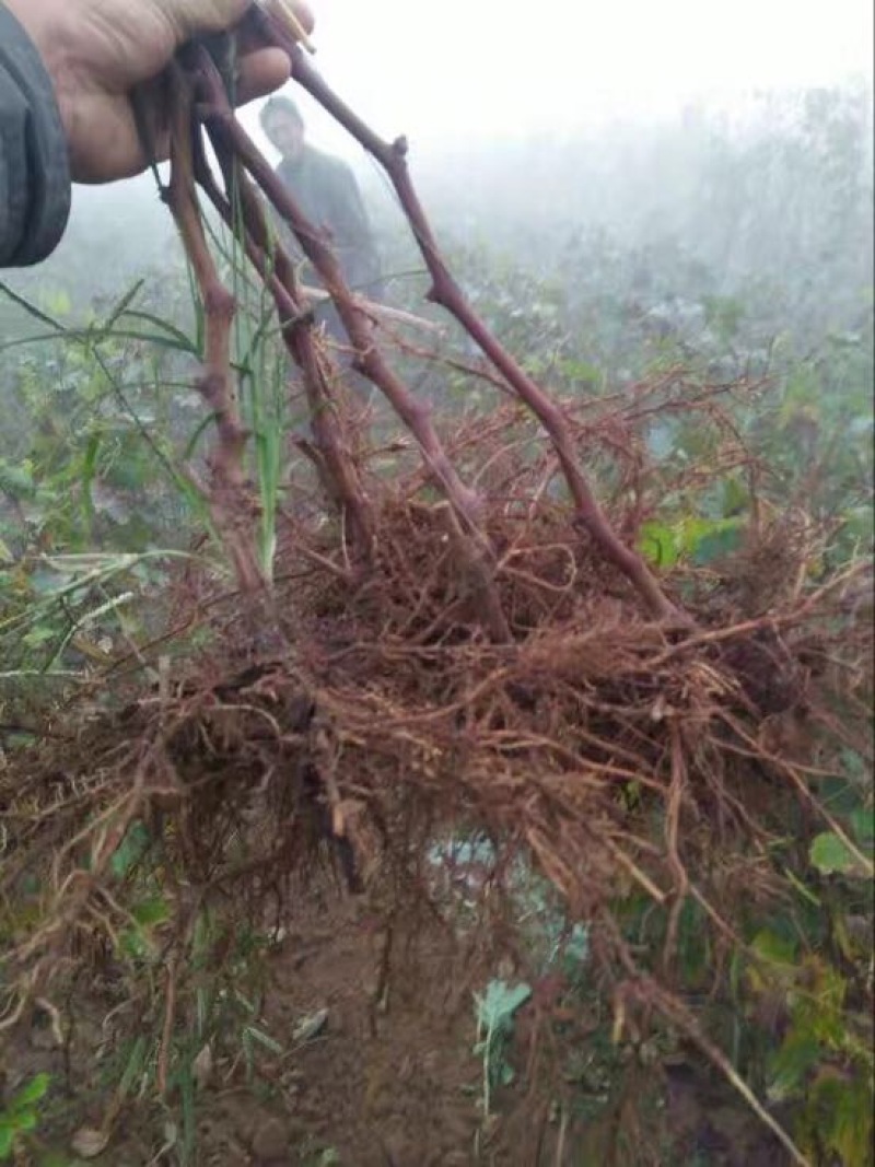 葡萄树清地处理中，一棵也是批发价格，需要的抓紧联系