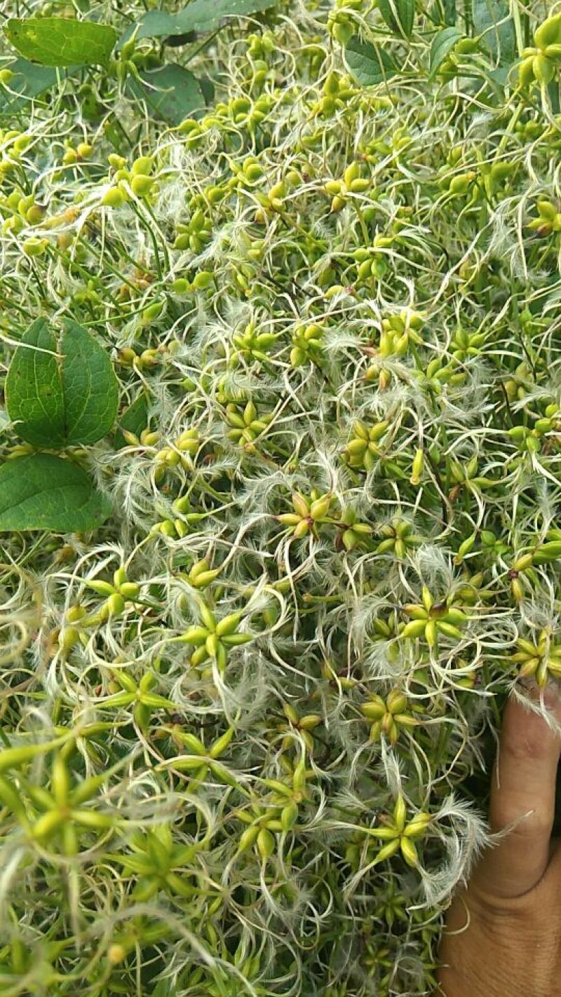 威灵仙