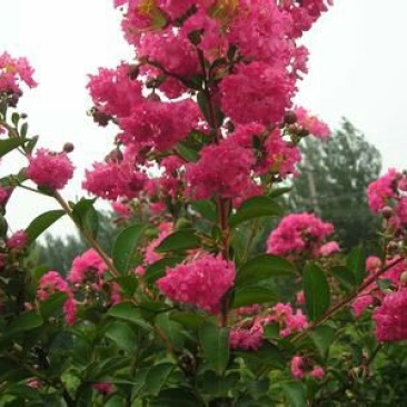 红花紫薇2~4cm1.5~2米1~2米