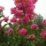 红花紫薇2~4cm1.5~2米1~2米