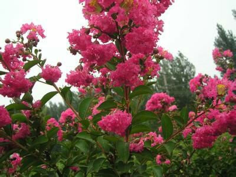 红花紫薇2~4cm1.5~2米1~2米
