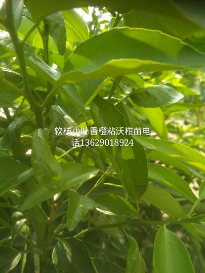 沃柑苗30~50cm