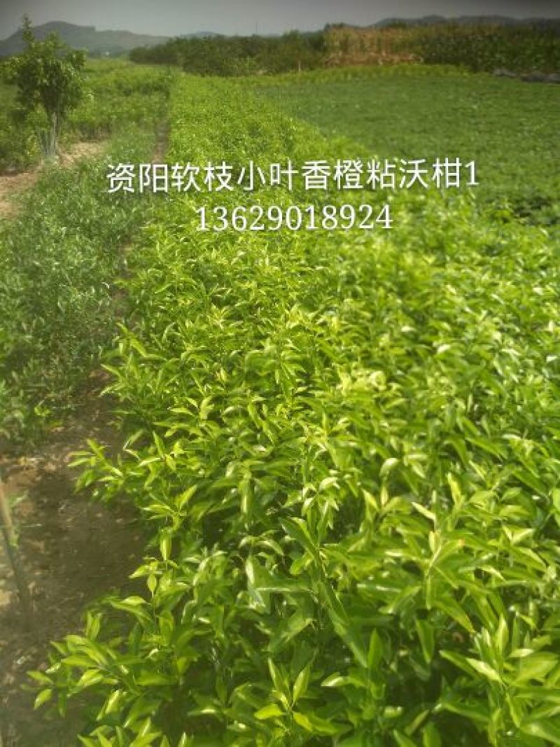 沃柑苗30~50cm