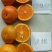 沃柑苗30~50cm