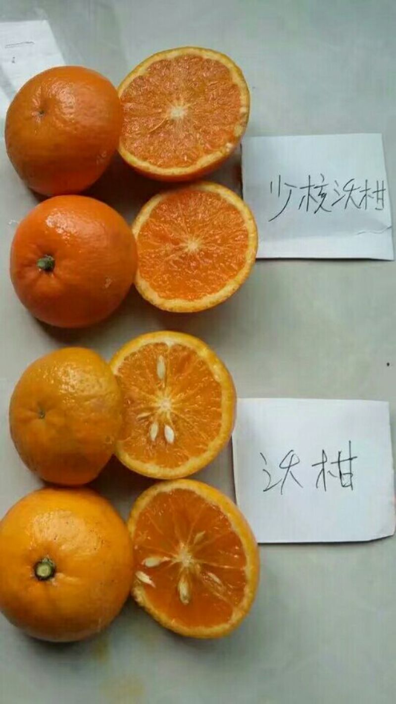 沃柑苗30~50cm