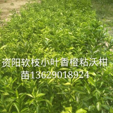 沃柑苗30~50cm
