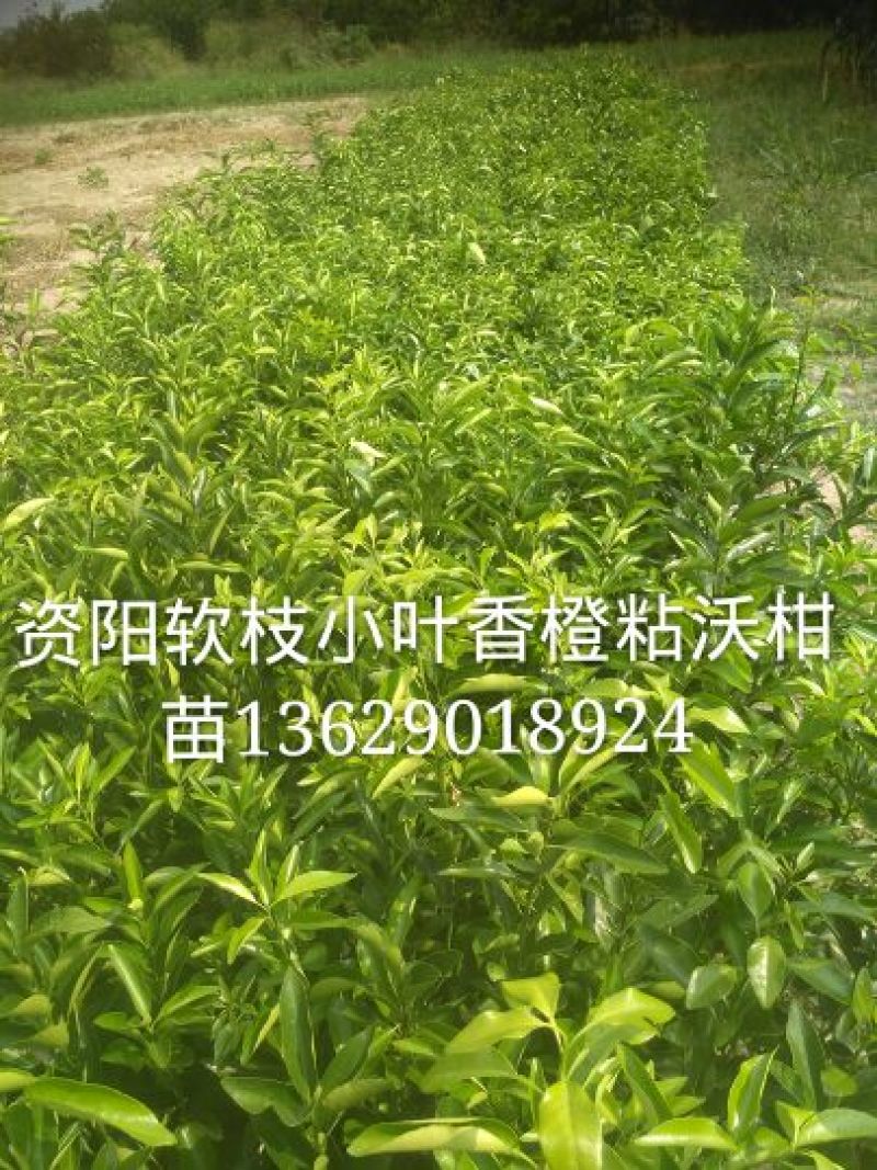 沃柑苗30~50cm