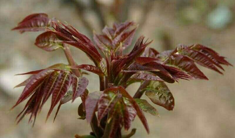 红油6号香椿苗基地直发提供种植技术指导