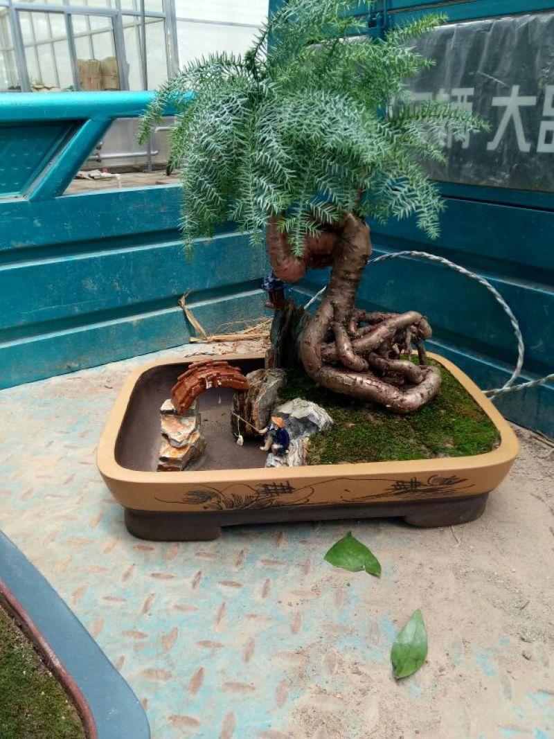 澳洲杉