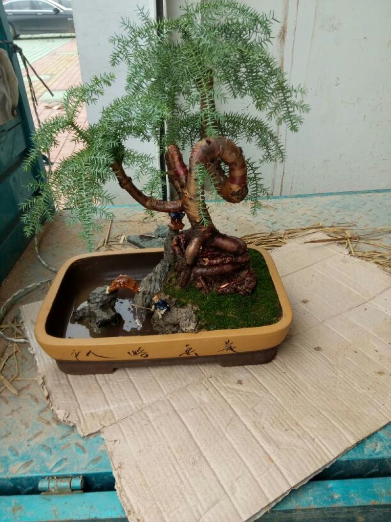 澳洲杉