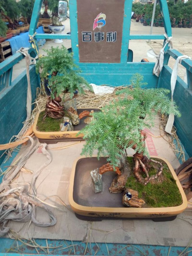 澳洲杉
