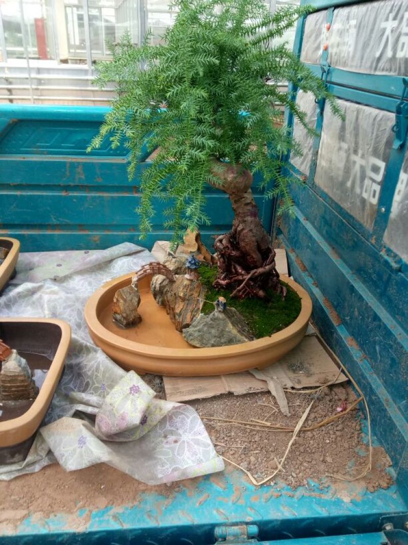 澳洲杉