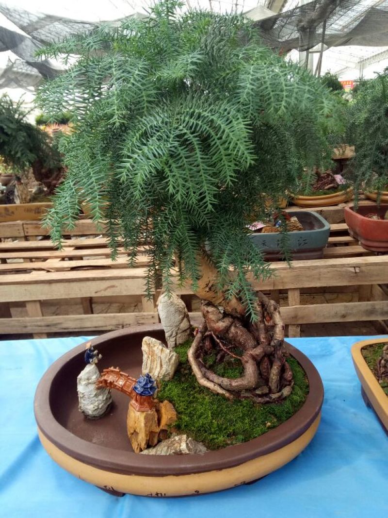 澳洲杉