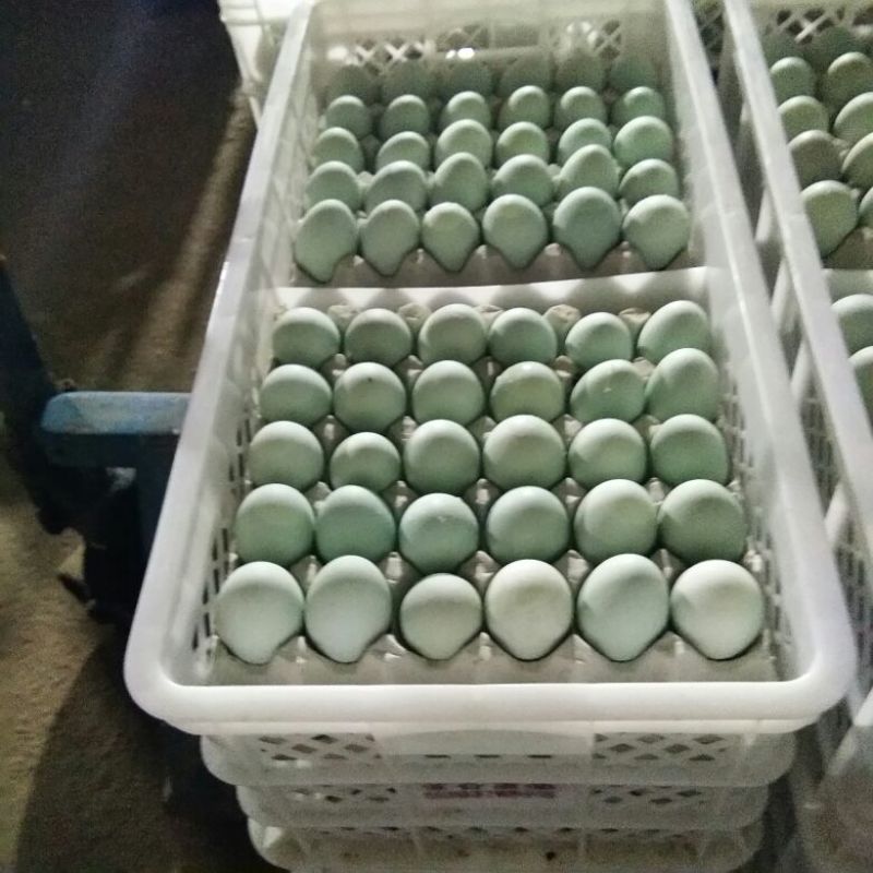 咸鸭蛋散装60~65g