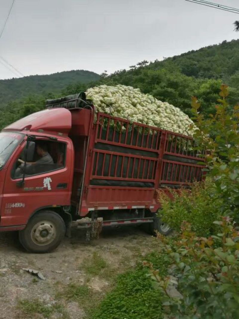 精品黄心白菜大白菜山地黄心大白菜产地白菜，保质保量