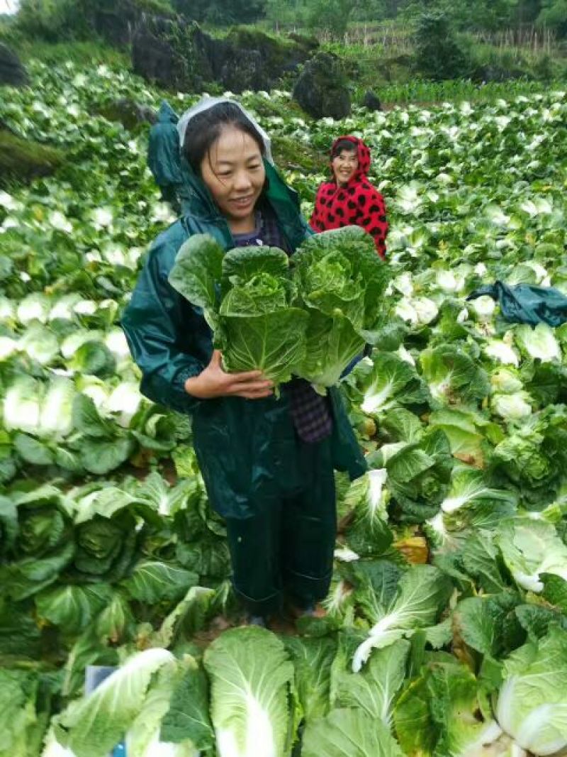 精品黄心白菜大白菜山地黄心大白菜产地白菜，保质保量