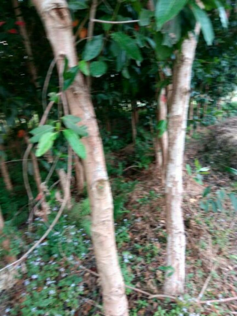 木棉3.5~4m12~14cm