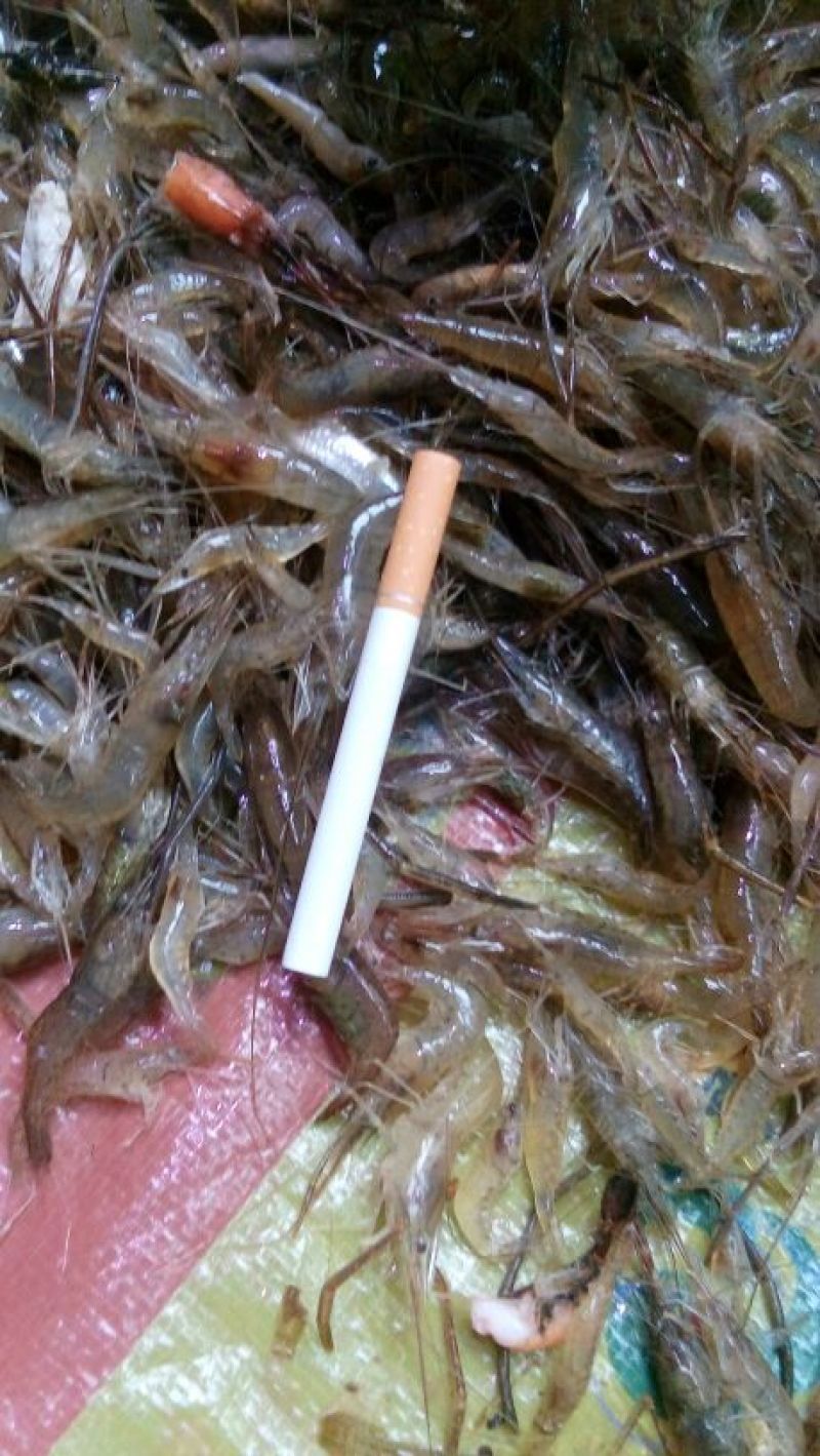 青虾冰鲜虾26~30只/kg
