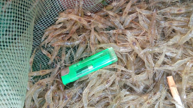 青虾冰鲜虾26~30只/kg