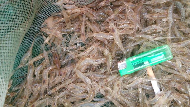 青虾冰鲜虾26~30只/kg