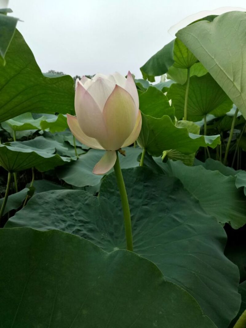 荷叶统货20~25cm