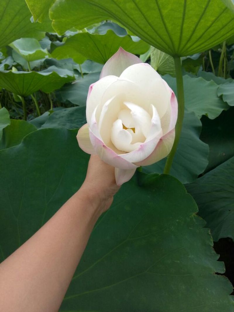 荷叶统货20~25cm