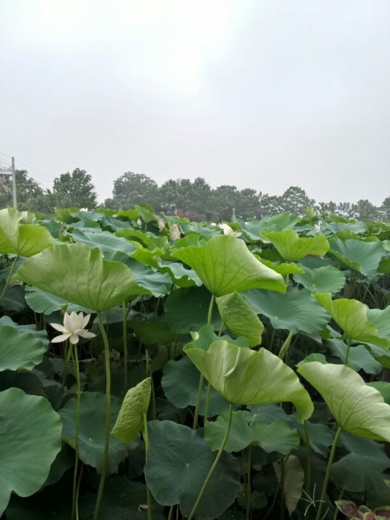 荷叶统货20~25cm