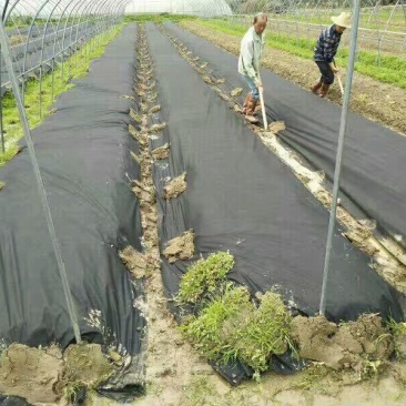 除草布