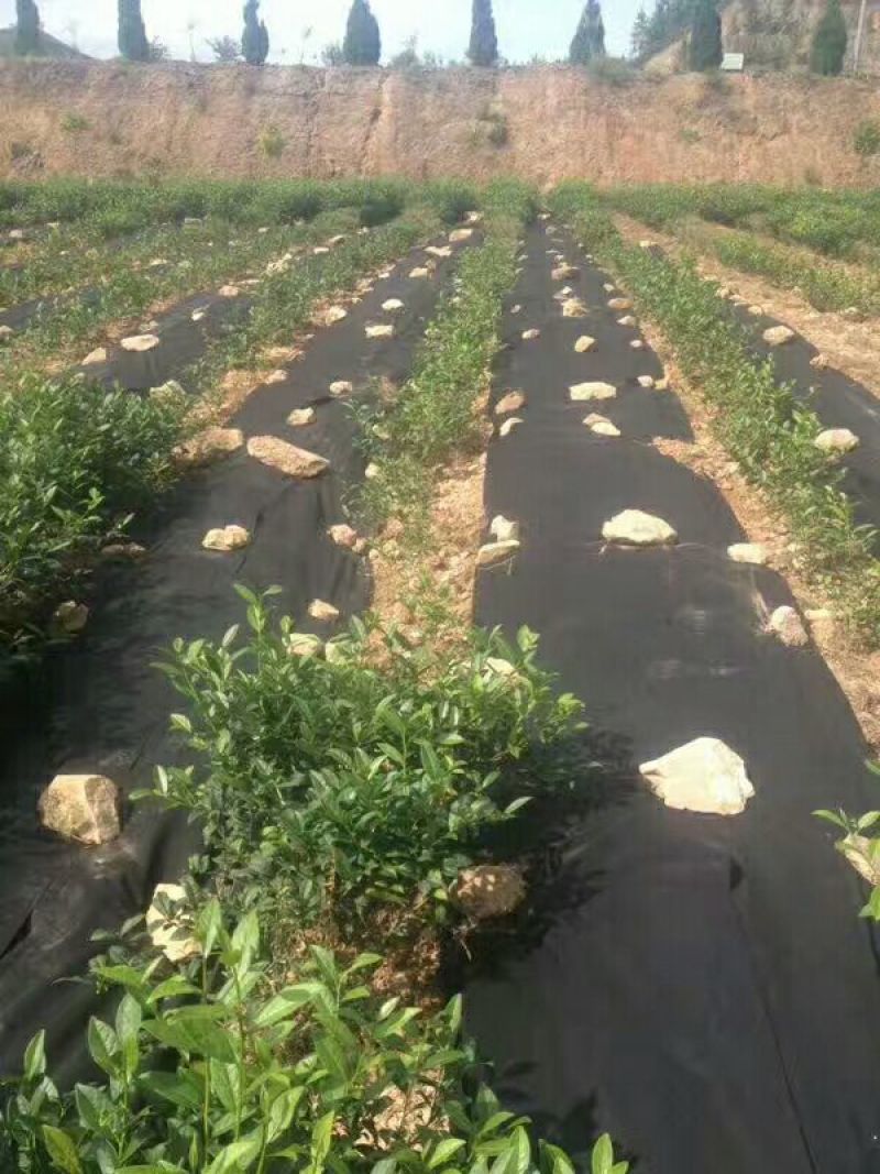除草布