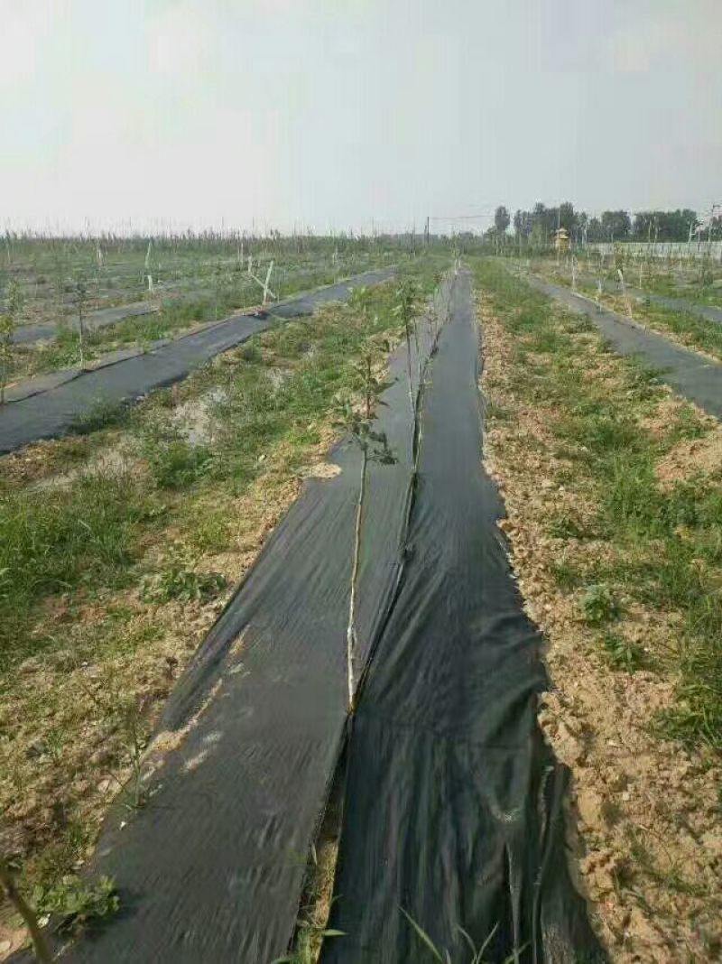 除草布