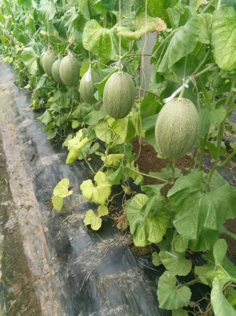 西州蜜瓜3斤以上长圆形