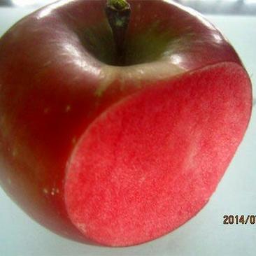 红肉苹果苗119-0680cm以上