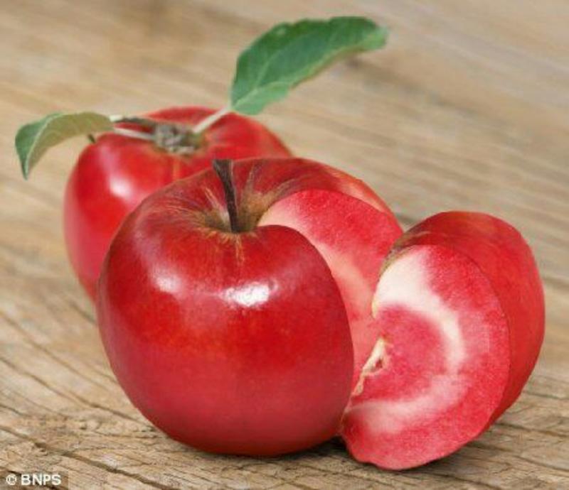 红肉苹果苗119-0680cm以上