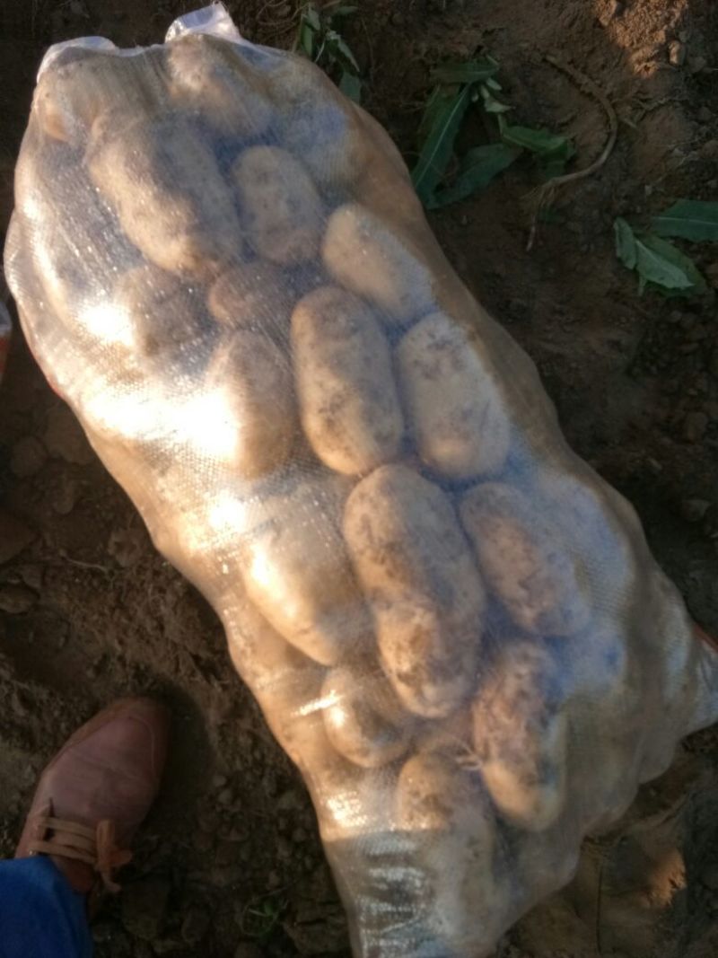 大量供应内蒙河北荷兰十五希森，V7系列土豆，欢迎采购。