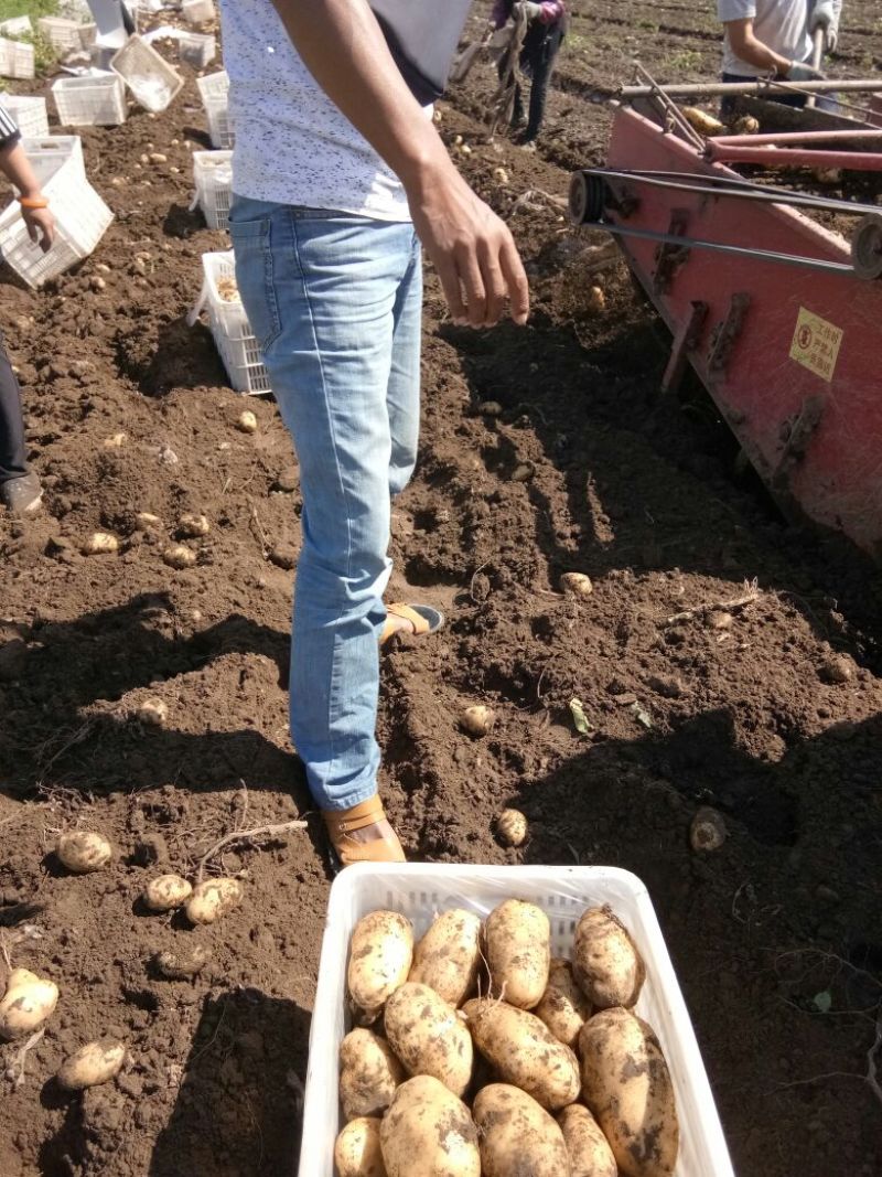 大量供应内蒙河北荷兰十五希森，V7系列土豆，欢迎采购。