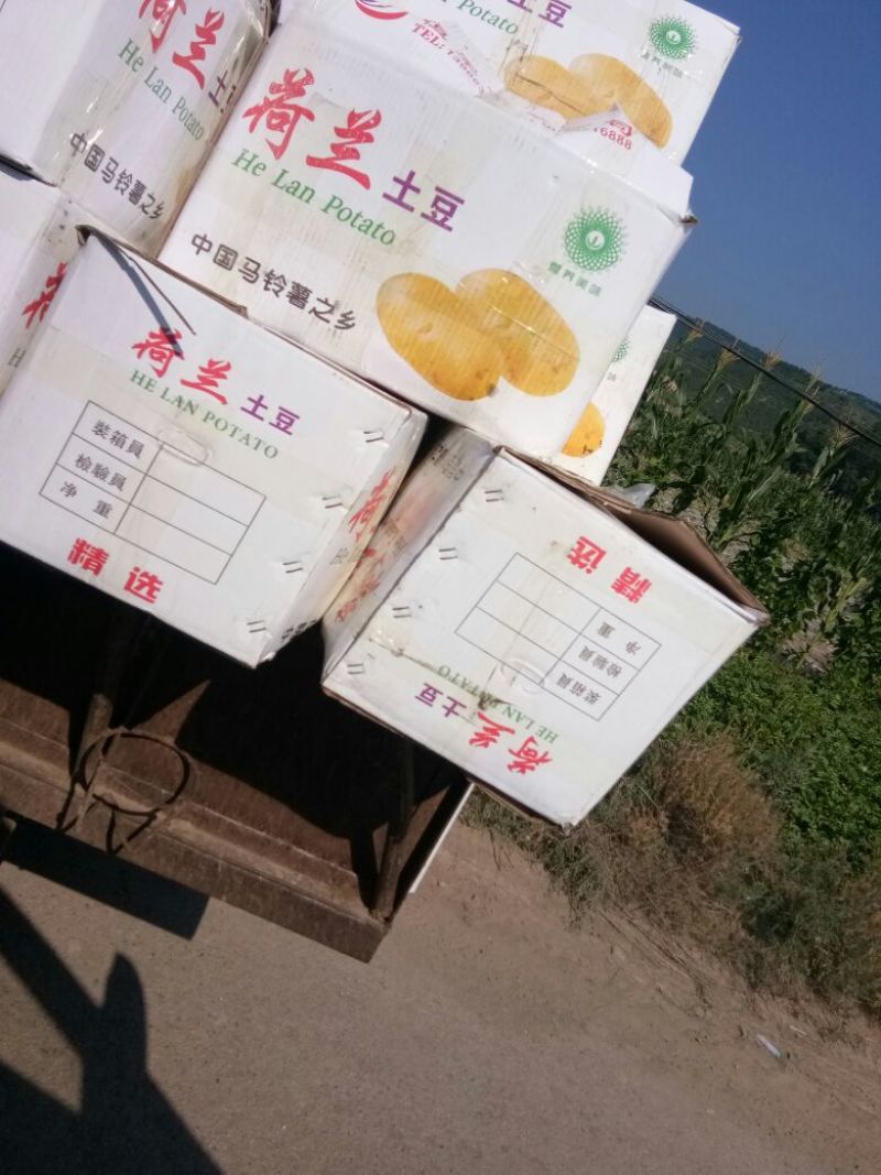 大量供应内蒙河北荷兰十五希森，V7系列土豆，欢迎采购。